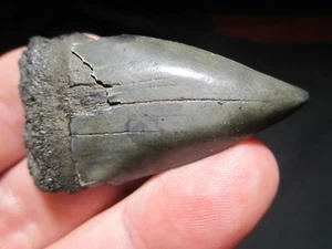 2-3/16 inch MAKO SHARK TOOTH Fossil Fish Teeth Hastalis GREAT WHITE ANCESTOR SC - Picture 1 of 4
