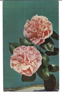 CAMELLIA ALABAMA STATE FLOWER Greetings Pink Bloom Symbol Mobile Postcard AL - Picture 1 of 2