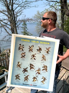 Vintage Remington Peters Ammunition Duck Hunting Sign Poster Ducks graphic 1971 - Picture 1 of 4