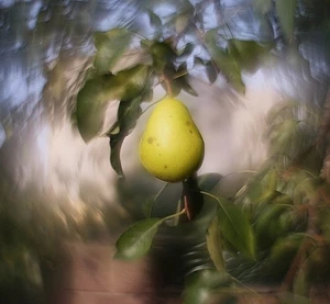 KMZ  Helios 44M f/2 Lens Petzval Modification Dreamy Swirly Bokeh SONY E adapter - Picture 1 of 23