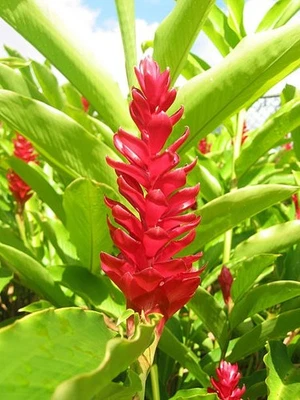 3 rizomas jengibre rojo, también conocido como llama, pluma de avestruz, rey de la selva, jengibre de Tahití Foto 1 de 4
