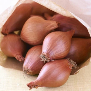 50 Long Sweet Brown Onion Seeds UK Large Elista Heirloom Exhibition Shallots - Picture 1 of 3