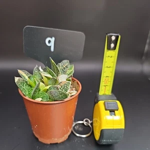 Gasteria Marmarata Varigata Plant Homegrown Indoor Specimin Easy Care - Picture 1 of 3