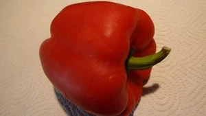 Paprika-Samen, groß fleischig Nr.7852 - Bild 1 von 2