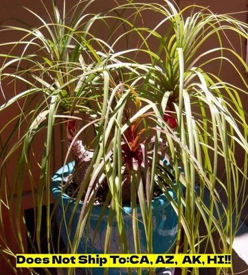 Red Ponytail Palm in 6"Pot Evergreen Houseplant Live Starter Plant -Fast Grower! - Image 1 of 3
