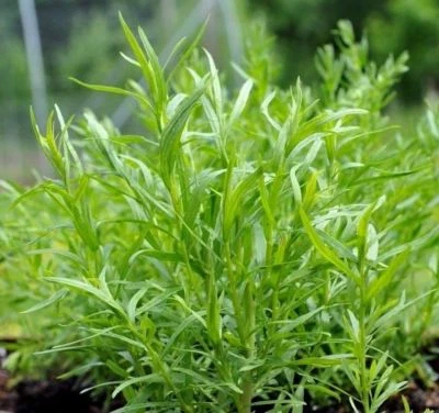 Russian Tarragon Herb Seeds, NON-GMO, Dragon Wort, Variety Sizes, FREE SHIPPING - Image 1 of 2