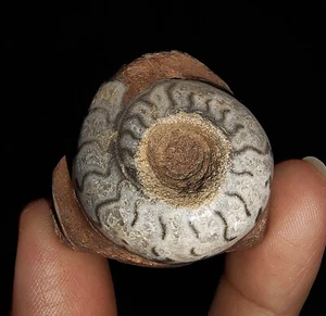 ¡INCREÍBLE AMONITA!!! FÓSIL DE METAEGOCERATIDAE EN MATRIZ, DE TIMOR, 27MM - Imagen 1 de 5