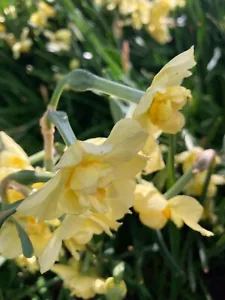 30 bombillas de narciso 'Primrose Beauty' (Narciso) gratis franqueo del Reino Unido - Imagen 1 de 1