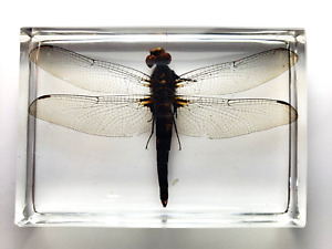 NEUROCORDULIA MICHAELI. Real Dragonfly embedded in clear resin. Study material