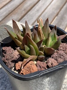 Alworthia "black gem" Dark Aloe Hybrid (Aloe speciosa x Haworthia cymbiformis) - Picture 1 of 6