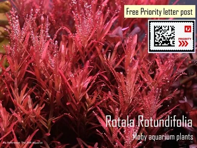 Rotala Rotundifolia - Beginner Live Aquarium Plant Shrimp Fish Tank Aquascape - image 1 of 4