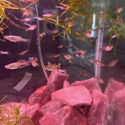 Guppies híbridos Endler (paquete de 2-4-6-8-10) surtidos hombres/mujeres (cuidado difícil y fácil)! Foto 1 de 4