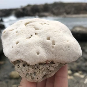 Natural White Caribbean RARE Coral Fossil, Ocean Salt Water, Fish Tank, Collect - Picture 1 of 11