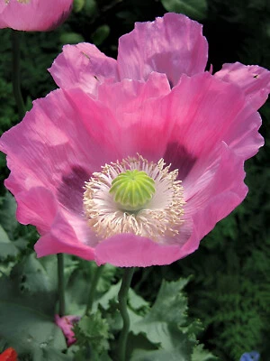 1,000 Rare Pink Dawn Poppy Seeds - P. Somniferum Giant Bubblegum Pink Blooms - Image 1 of 4