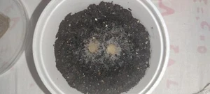 Cepa de gusanos grindal - Alimento vivo para peces - Imagen 1 de 6