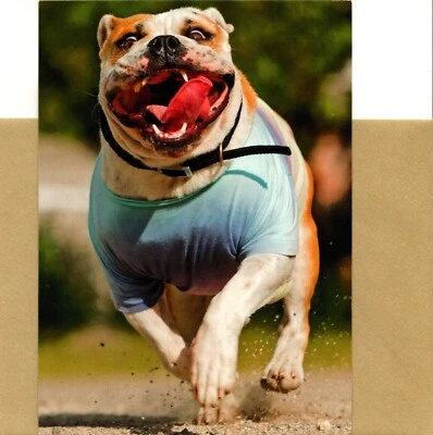 Tarjeta de felicitación divertida y ridícula feliz cumpleaños Bulldog Bulldogs Smell Cake Foto 1 de 3