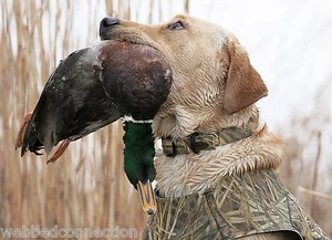 Avery Sporting Dog Greenhead Gear Small S Collar Killer Weed KW Camo Dog Leash  - Picture 1 of 12