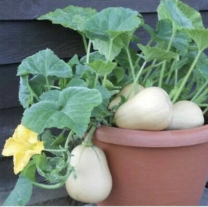 ๐ผ Easy To Grow & High-Yield Butternut Squash /Pumpkin Vegetable - 20 Seeds ๐ผ - Picture 1 of 8