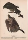 Audubon Print / Z125 / Gryfalcon / 10" X 12"