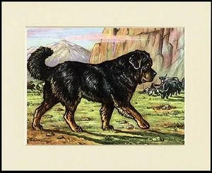 TIBETAN MASTIFF MOUNTED DOG PRINT READY TO FRAME - Picture 1 of 1