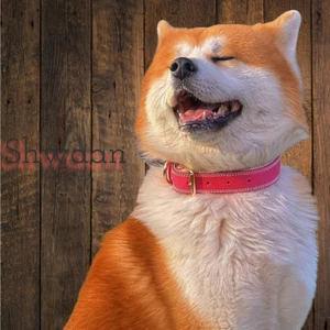 Shwaan Genuine Leather Dog Collar  Soft Padded Leather Pink Unisex Dog Collar - Picture 1 of 18