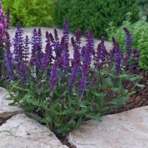 Salvia Seeds 25 Seeds Salvia New Dimension Blue (Perennial Seeds) - Picture 1 of 2