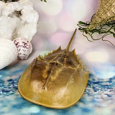 SCENIC CITY ODDITIES hsc13 Horseshoe Crab 7-9" Taxidermy display collectible specimen nautical craft