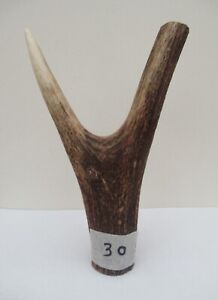 RED DEER STAG THUMBSTICK HANDLE no.30 FOR WALKING STICK MAKING/CRAFTS 