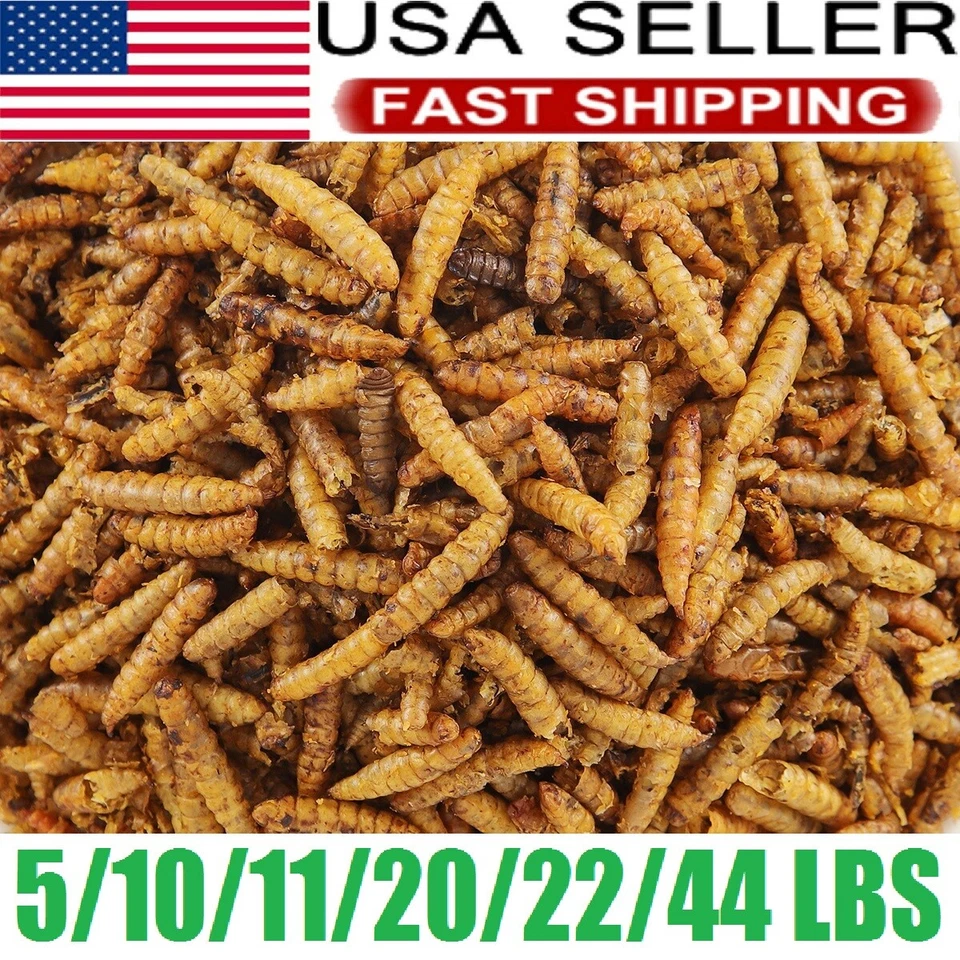 LUCKYQ Bulk Dried Black Soldier Fly Larvae for Birds Ducks Chickens Hen hamster Treats