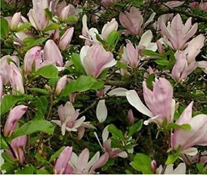 Magnolia George Henry Kern Tree Plant Gorgeous Pink Flowers 20-30cm