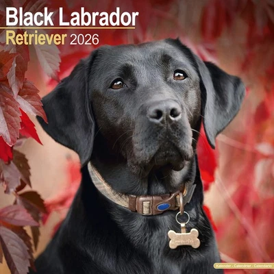 MARBLE CITY PRESS Black Labrador Retriever Calendar 2026 | 12x24" 16 Months | Dog Breed Gift Wall