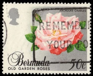 BERMUDA 563 (SG586) - Alte Gartenrosen ""Champney's Pink Cluster"" (Pa72833) - Bild 1 von 1