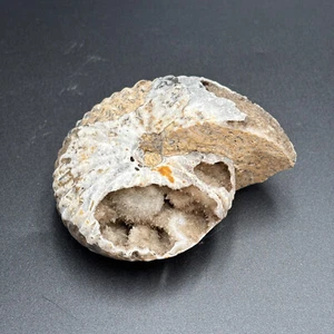 Fossil Ammonite - Halorites Macer - Timor, Indonesia - Upper Triassic Specimen - Picture 1 of 4