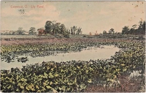 Conneaut, Ohio, Lily Pond - Posted Conneaut, OH., Jester Station in 1910 "Rare"  - Bild 1 von 2