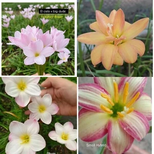 1 bulb AUTHENTIC Rain Lily Zephyranthes 70-150mm size (130 varieties) page 3 - Picture 1 of 49