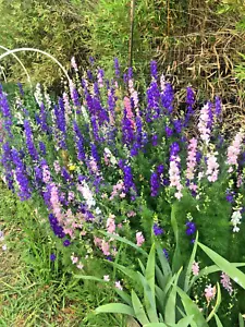 LARKSPUR SEEDS -50 Fresh Seeds - Mixed Colors - GORGEOUS Blooms!! FREE Shipping - Picture 1 of 6