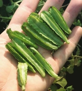 ASPARAGUS PEA / WINGED PEA 15 seeds Tetragonolobus purpureus bean UNUSUAL vegies - Picture 1 of 1