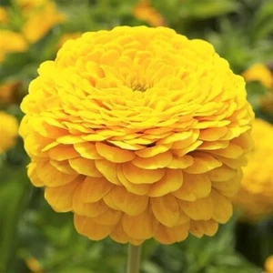 Zinnia CANARY BIRD Double Blooms Cut-Flowers Butterflies Non-GMO 200 Seeds - Picture 1 of 10