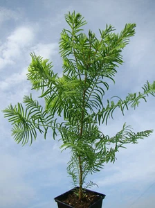 Metasequoia glyptostroboides, DAWN REDWOOD, LIVING FOSSIL, 40+cm - Picture 1 of 6