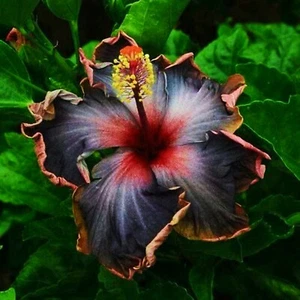 🌺🌺 MADAGASCAR hibiscus MOSCHEUTOS mallow  Malvaceae STARTER 7 cuttings HS6813 - Picture 1 of 2