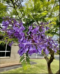SHRUB Jacaranda 35 Seeds “Purple Rain “Flower Tree U Can Bonsai Or Grow Tall. - Picture 1 of 5