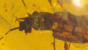 Cretaceous Beetle with Trap Jaw Mandibles in Burmese Amber Fossil Dinosaur Age - Picture 1 of 12