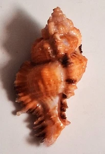Sea shell Chicomurex laciniatus 50.1mm, F+++, nice color, stunning - Picture 1 of 5