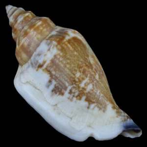 STROMBUS (Canarium) URCEUS Brown (Bohol, Philippines) 44.1mm #33959 - Picture 1 of 4