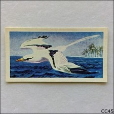 Brooke Bond Tea Card Tropical Birds 1961 #28 White Tailed Tropic Bird (CC45)