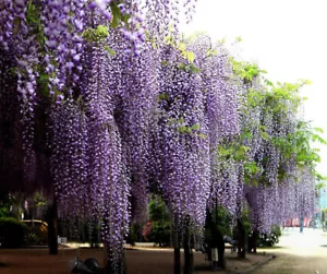 Blue Chinese Wisteria Vine, Wisteria sinensis, Seeds (Fast, Showy, Hardy) - Picture 1 of 12