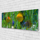 Acrylic print Wall art 125x50 Image Picture Fish Nature