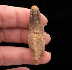  "Diente de dinosaurio Spinosaurus 1,92"" 2122" - Imagen 1 de 5