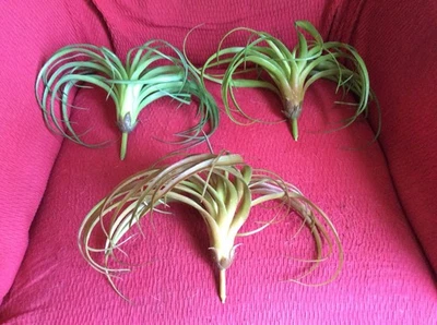 Lot 3 Plantes Aquarium Vivarium Terrarium Reptiles, Grenouilles, Poissons - Photo 1/2