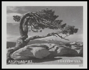 US 5854ab Ansel Adams Jeffrey Pine Yosemite Park CA imperf NDC single MNH 2024 - Picture 1 of 1
